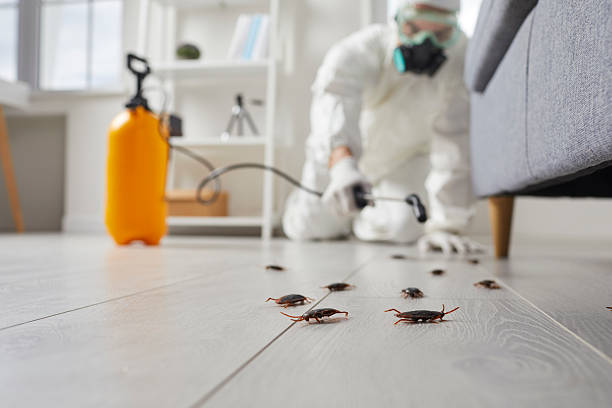 Commercial Rodent Management in Northview
